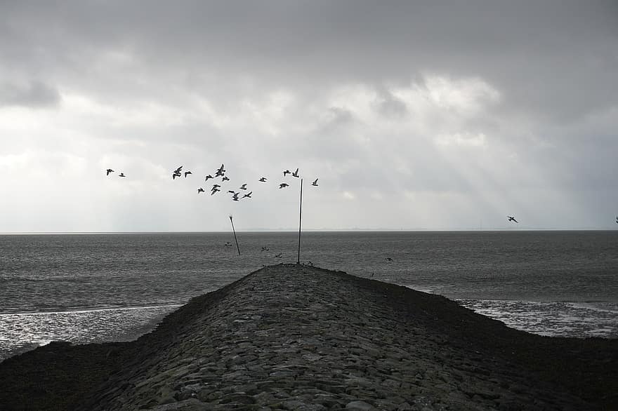 hav, fåglar, groyne, molnig dag, mulen, horisont, svartvitt