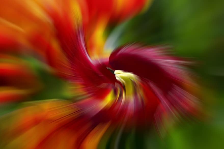 abstrakt, tulipan, blomst, vår, Kunst, fargerik, strudel, rød, oransje