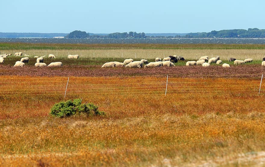 avių, ganyklose, lauke, Žemdirbystė, saloje, pakrantėje, pobūdį, pievos, sausra, kaimo