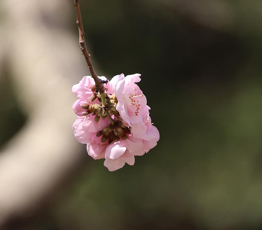 kersenbloesems, bloemen, sakura, de lente, flora, kersenboom, lente seizoen, bloeien, bloesem, natuur, bloemknoppen