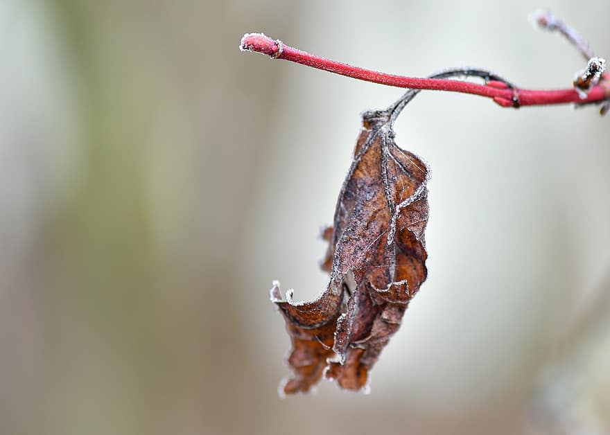 Leaf, Frost, Branch, Winter, Cold, Plant, Nature, Hoarfrost, Frozen, Wintry, Frosty