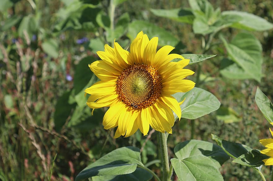 Flower, Sunflower, Summer, Country, Agriculture, yellow, plant, close-up, leaf, green color, petal