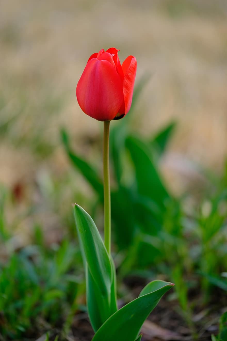 květ, tulipán, červená květina, červený tulipán, zahrada, jaro, Příroda, rostlina, zelená barva, letní, květu hlavy