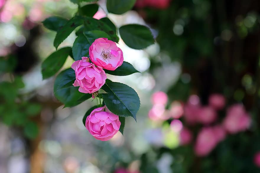 rosa china, las flores, planta, rosas, rosas rosadas, Flores rosadas, pétalos, floración, hojas, jardín, naturaleza