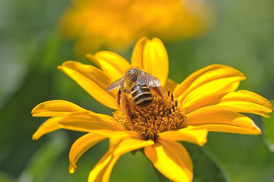bi, honungsbi, insekt, natur, pollen, påsar, närbild, makro, blomma, gul, stänk