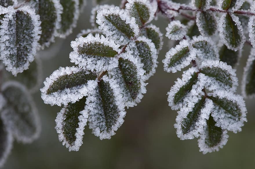 plante, frost, kold, tæt på, blad, vinter, makro, sæson, is, baggrunde, sne