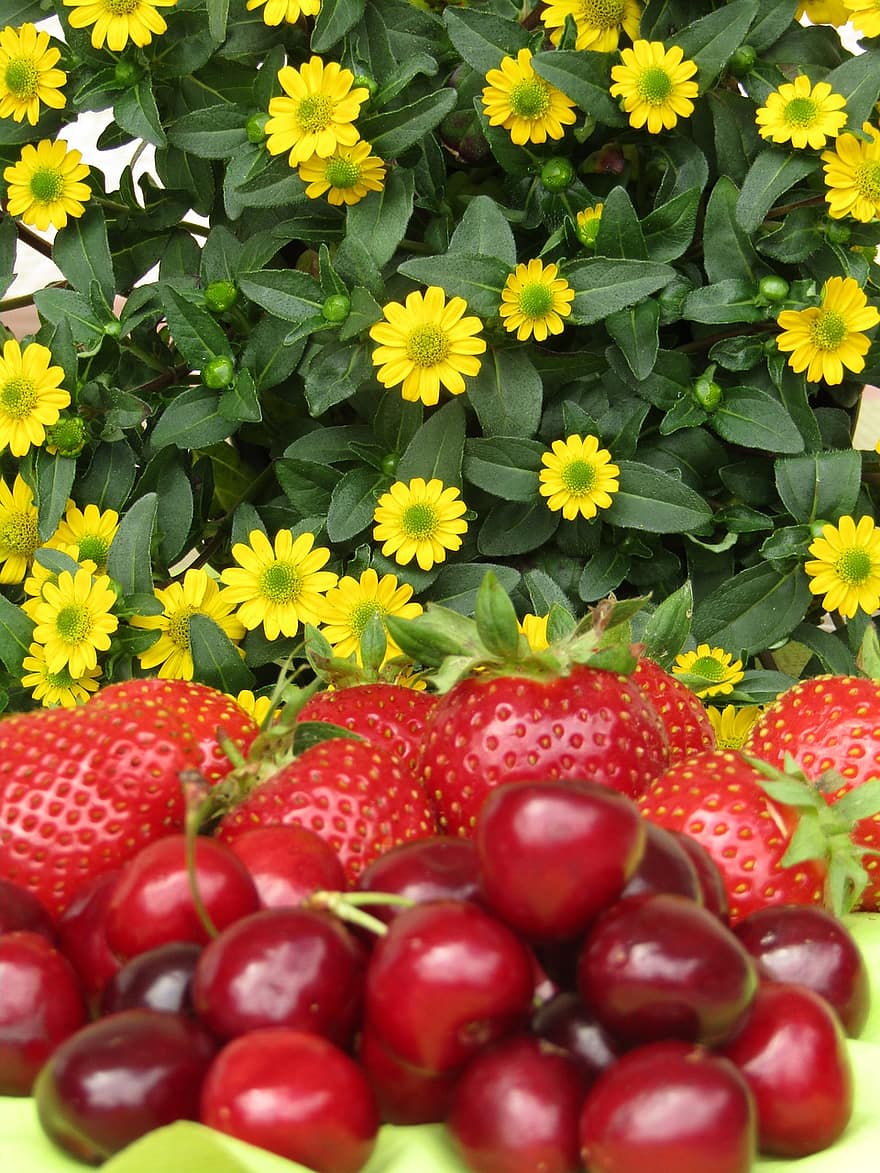 morangos, cerejas, bing, flores, fruta, Comida, comer, natureza, vermelho, amarelo, sobremesa