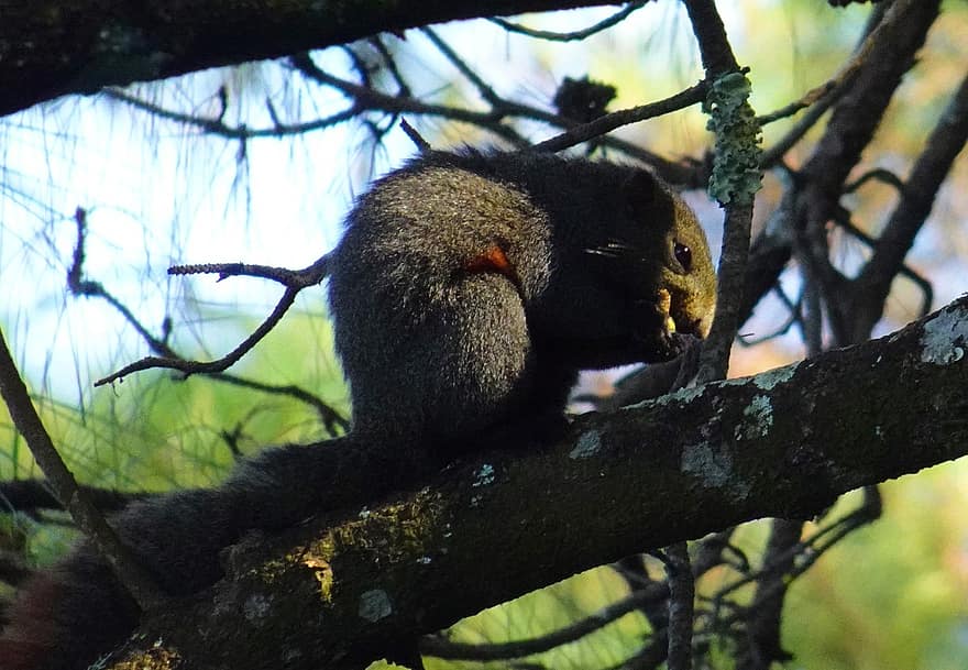 veveriţă, Veveriță de Himalaya cu burtă portocalie, Dremomys Lokriah, rozător, Sciuridae, mamifer, animale sălbatice, Barapani, Meghalaya