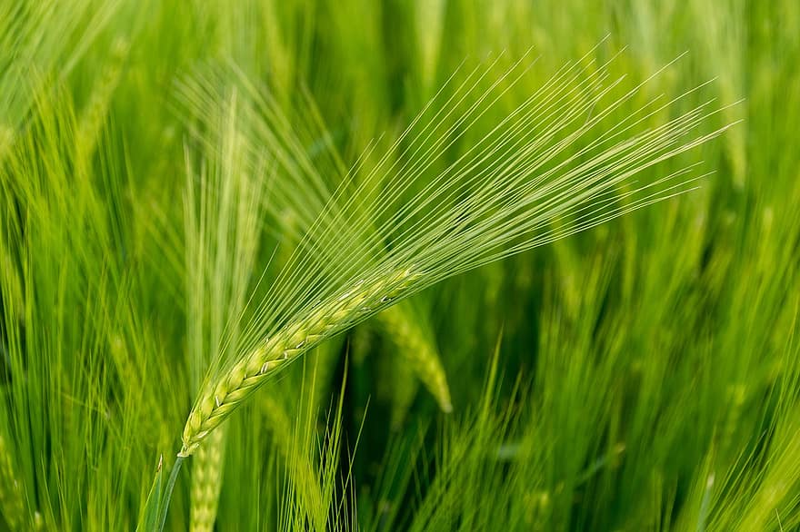 зерно, пшеница, сельское хозяйство, Полиа, учебный класс, зеленый, природа, страна