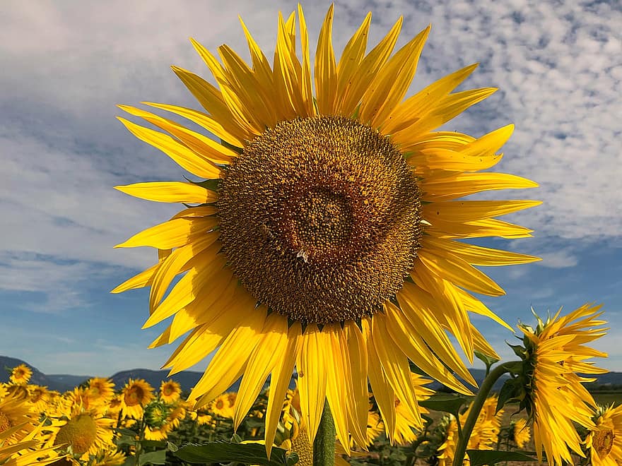 соняшник, серце, квітка, жовтий, поле, сонце, бджола, запилення, впритул, шпалери, зображення на робочому столі