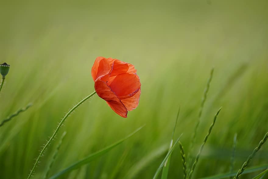 Poppy, Red Poppy, Red Flower, Flower, Wildflower, Papaver, Cornfield, Agriculture, Nature, green color, summer