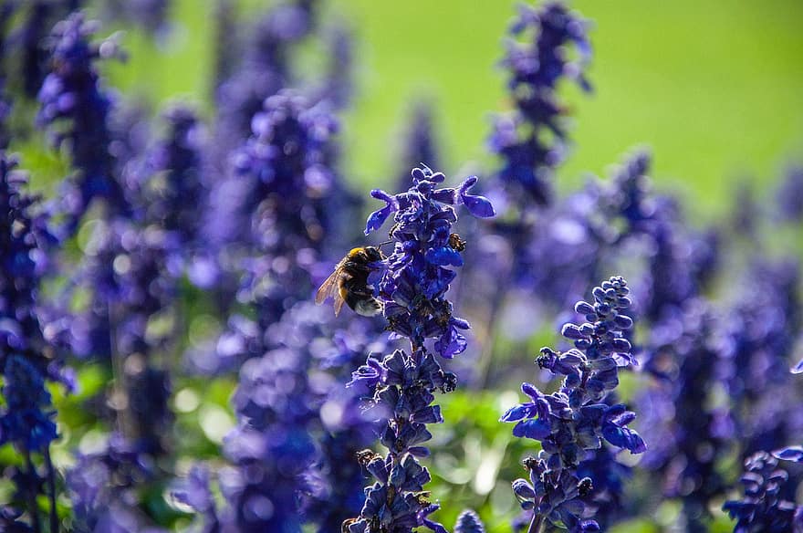 gėlės, augalai, bičių, violetinė, levandų, pavasaris, aplinką, lauke, sutelkti dėmesį, sodas