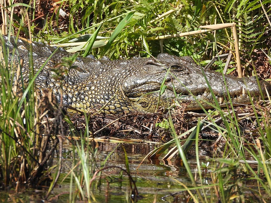 crocodilo do nilo, habitat, réptil, crocodilo, predador, jacaré, animal