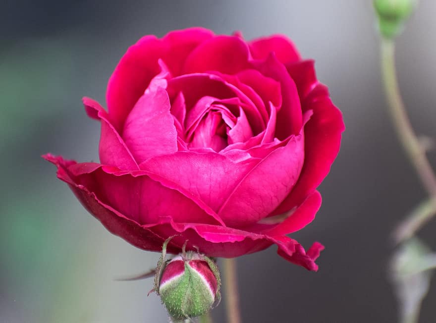 Rosa, flor, capullo de rosa, rosado, floración, Rosa rosada, pétalos de rosa, flor rosa, flora, naturaleza, de cerca