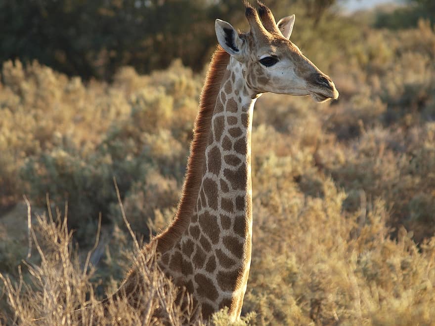 žirafa, galva, safari, portretas, gyvūnas, žinduolių, laukinės gamtos, laukiniai, dykumoje, pobūdį, Afrika