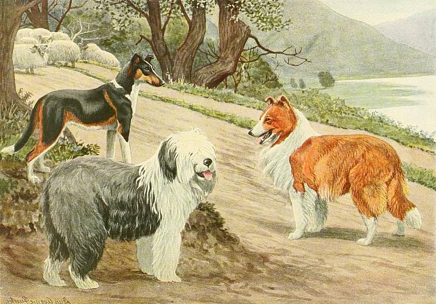 border collie, Trio de gossos