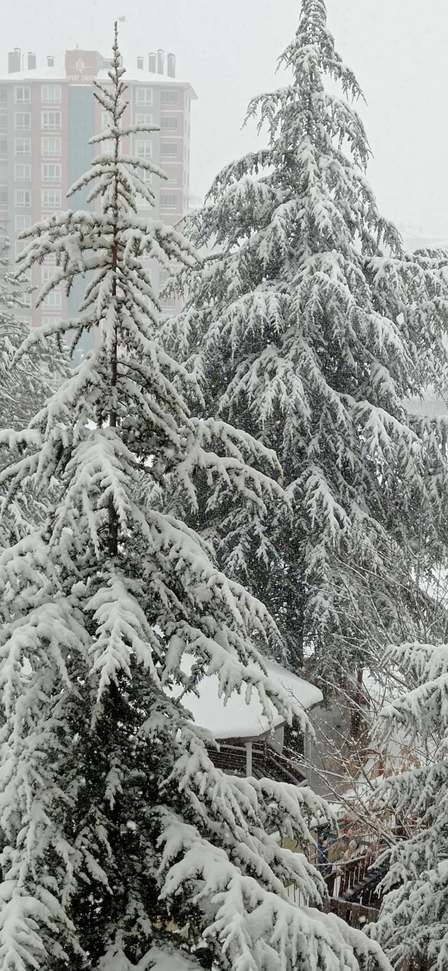 木、雪、冬、森林、松の木、霜、シーズン、針葉樹、雪が降る、寒い気温、天気