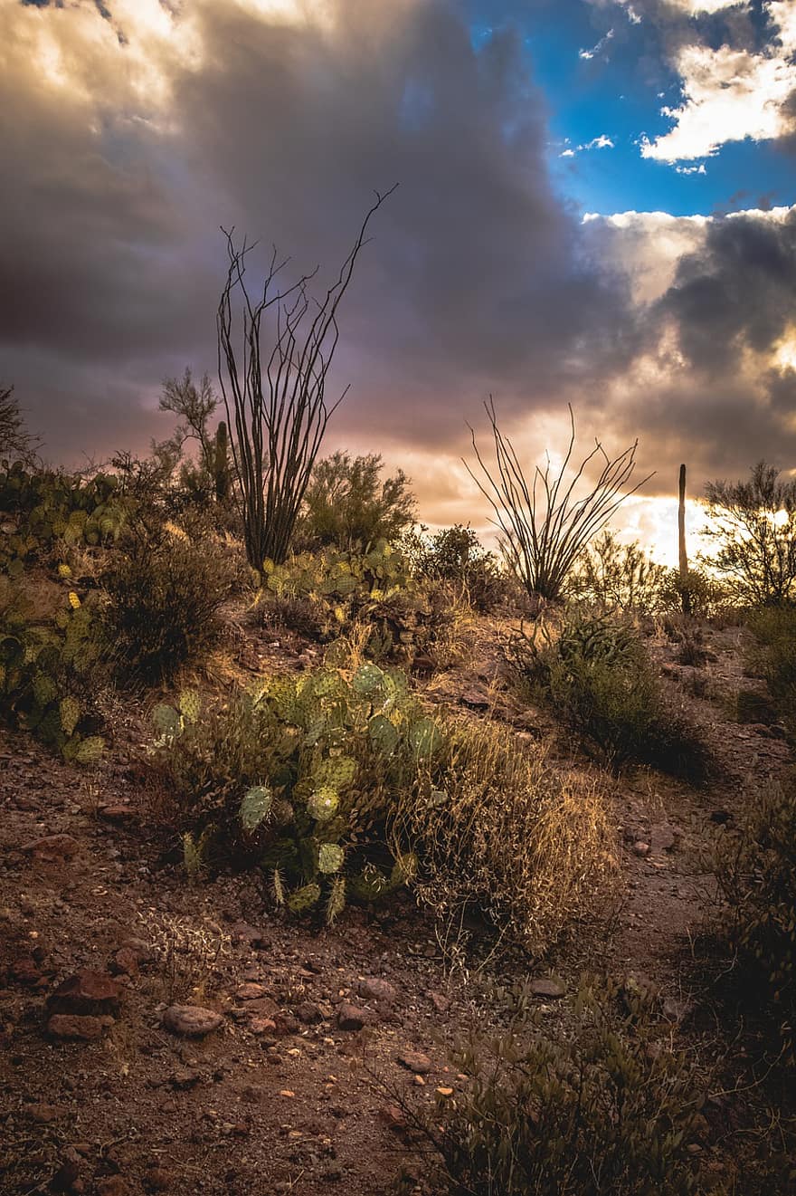 désert, la nature, cactus, des nuages