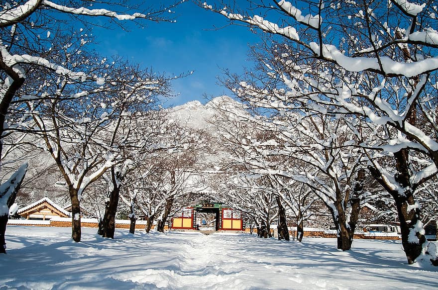 des arbres, neige, hiver, bordée d'arbres, couvert de neige, Corée, temple, les montagnes, du froid, givre, neigeux