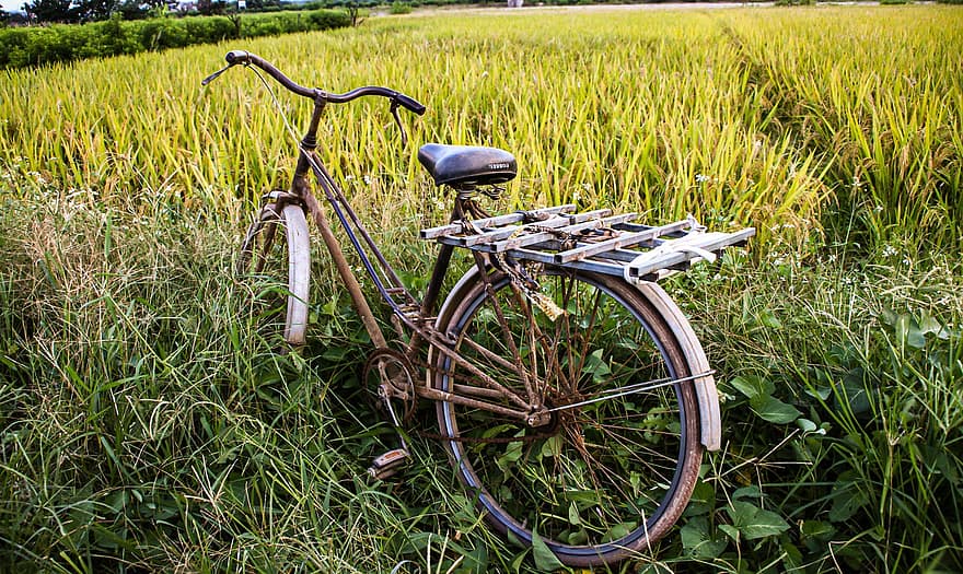 bicyclette, ferme, vélo, agriculture, campagne, herbe, été, Prairie, sport, cyclisme, scène rurale