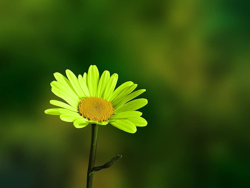 květ, chryzantéma, flóra, Příroda, botanika, zelená barva, letní, rostlina, detail, jaro, žlutá