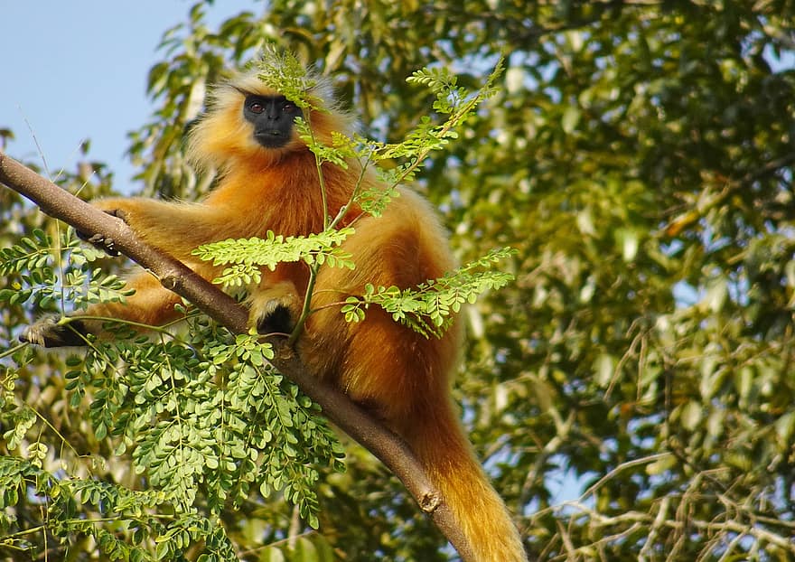 Golden Langur, majom, prímás, Gee's Golden Langur, Trachypithecus Geei, veszélyeztetett, állat, vad, vadvilág, erdő, assam
