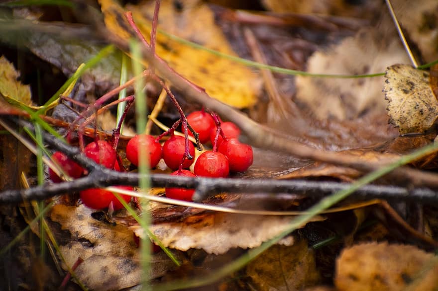Fruits, Dried Leaves, Twigs, Red Fruits, Leaves, Foliage, Grass, Nature, Autumn