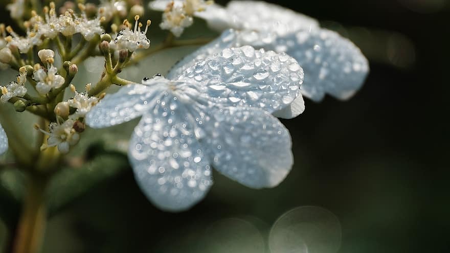 ดอกไม้, ดอกสีขาว, น้ำค้าง, dewdrops, กลีบดอก, กลีบดอกสีขาว, เบ่งบาน, ดอก, พฤกษา, ปลูก, ธรรมชาติ