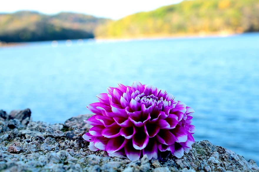 Dahlia, Bank, Lake, Flower, Rock, Nature, Closeup