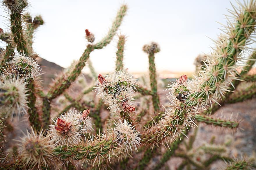 kaktus, saftig, ørken, tørke, pigger, utendørs, arizona, landskap