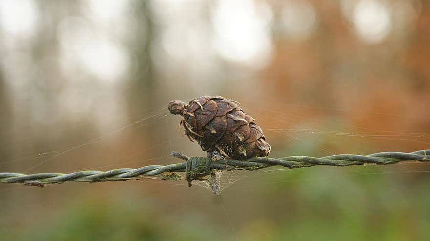 šiška, ostnatý drát, pavoučí síť, pavučina, web, podzim, les, zimní