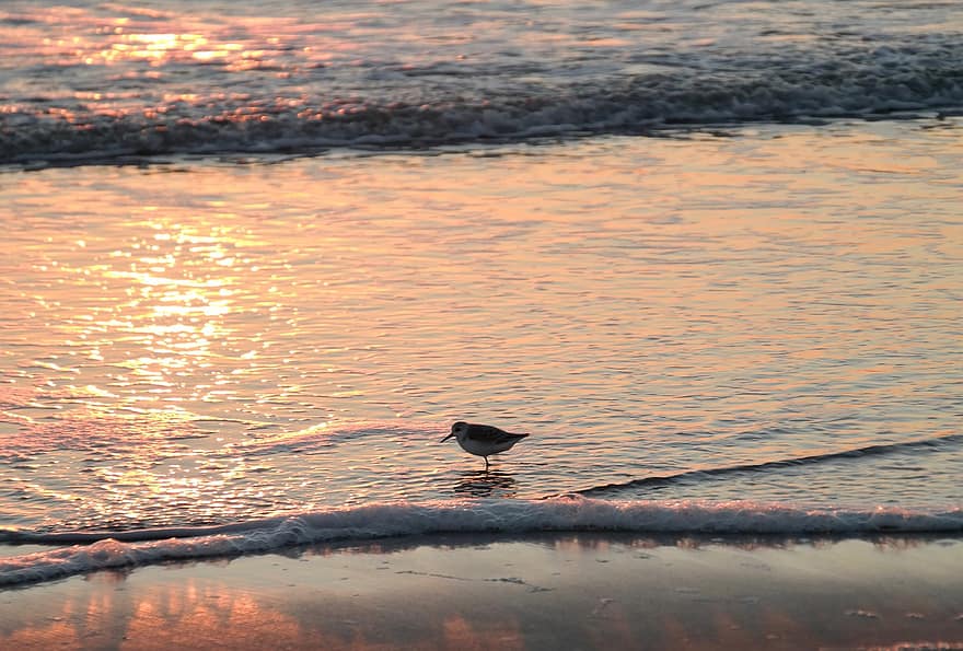 птица, песочник, птичий, пух Перо, клюв, море, волна, пляж, воды, заход солнца
