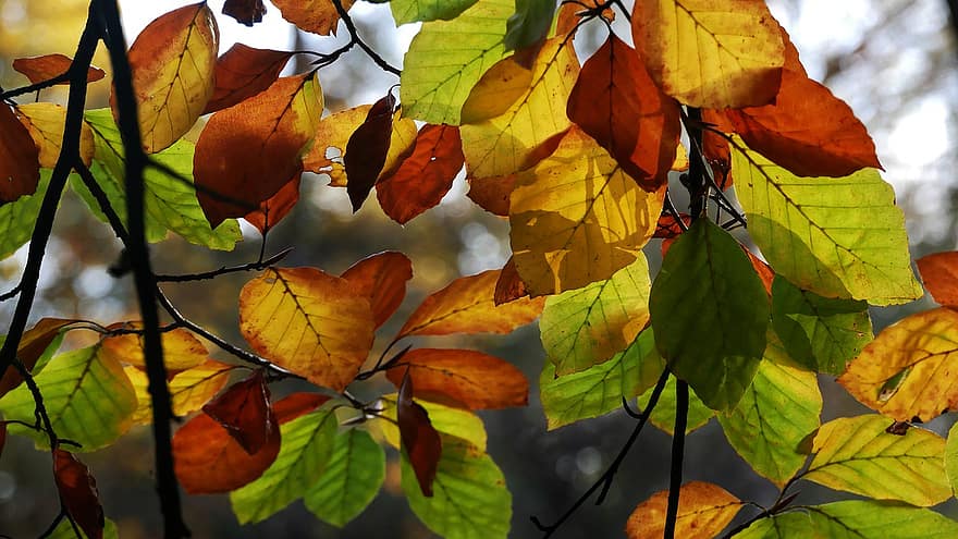 листа, шума, листове, падане, гора, листо, есен, жълт, сезон, дърво, многоцветни
