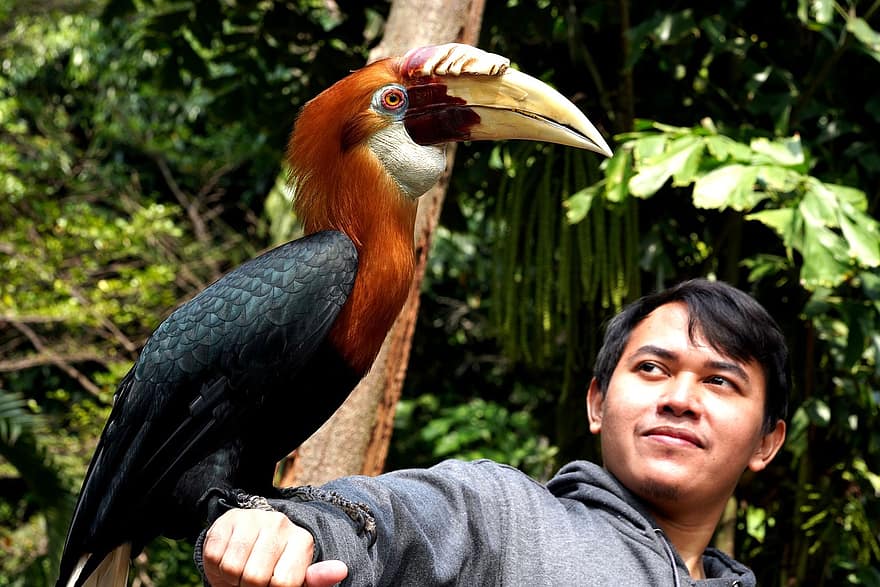 pájaro, hornbill, zoo, animal, fauna, Cálao Narcondam