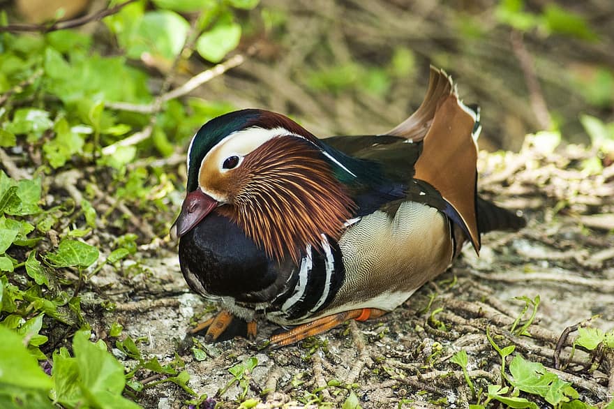 Duck, Mandarin Duck, Bird, Wildlife, beak, feather, animals in the wild, multi colored, green color, close-up, bird watching