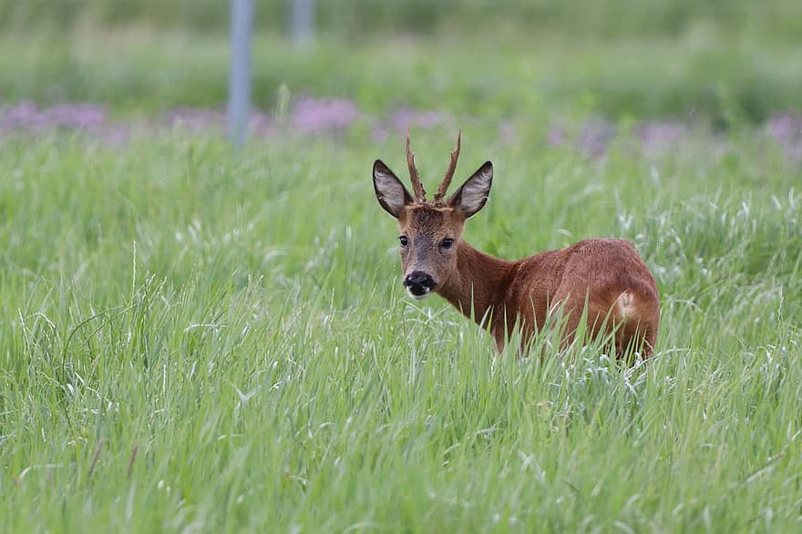 Roe Deer, Deer, Animal, Roebuck, Wildlife, Meadow, Field, Mammal, Fauna, Wilderness, grass