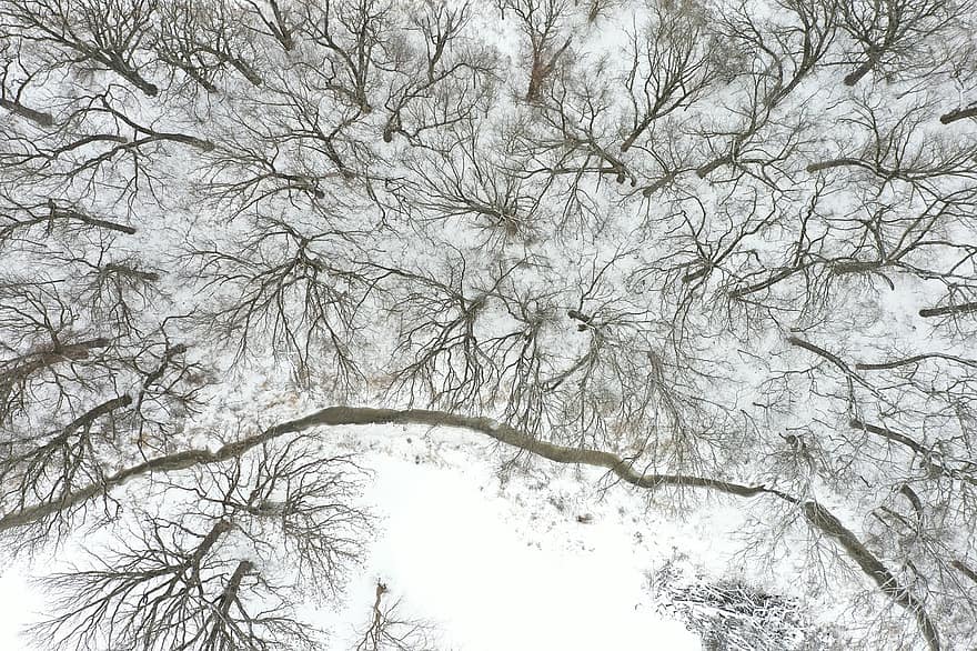 drone fotografering, träd, snö, vinter-, bäck, skog, trän, skogsmarker, flygperspektiv, fågelperspektiv, snöig