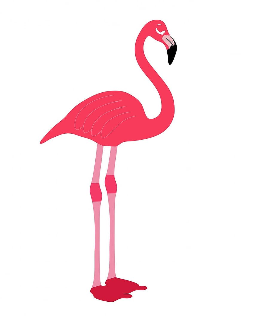 flamingo, lintu, pinkki, trooppinen, luonto, lintu-vektori, lintujen vektori, villi, villieläimet, eläin, eksoottinen