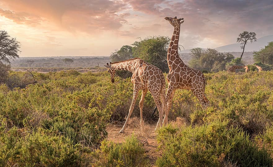 жирафи, животни, сафари, дивата природа, савана, природен резерват, природа, Кения, Самбуру, африка, жираф