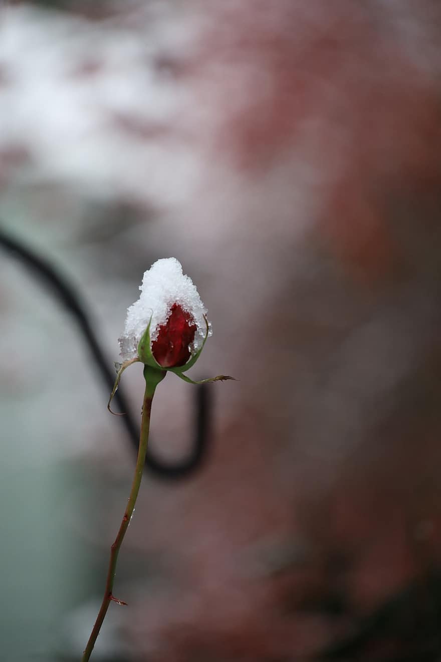 หิมะ, น้ำค้างแข็ง, ดอกกุหลาบ, ดอกไม้, Rosebud, ฤดูหนาว, น้ำแข็ง, ปลูก, ใกล้ชิด, ใบไม้, ฤดู