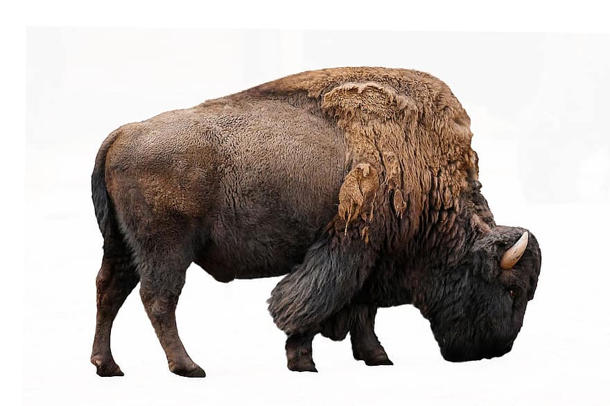 búfala, animal, mamífer, vida salvatge, fotografia animal, bisons, toro, bestiar, granja, ramat, aïllat