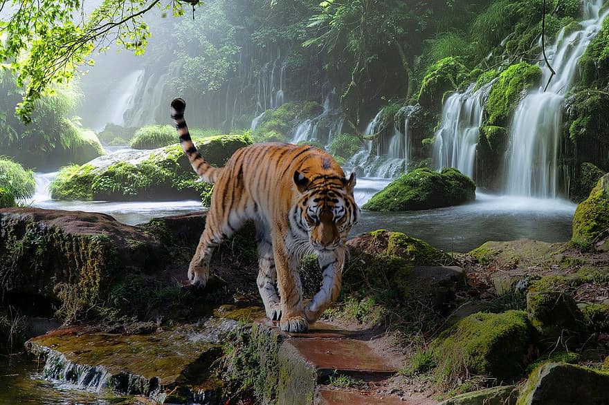 نمر ، شلال ، غابة ، الغابات الاستوائية المطيرة ، الحيوانات في البرية ، نمر البنغال ، القطط ، قطة غير مدجنة ، الأنواع المهددة بالإنقراض ، خطر ، اللون الاخضر