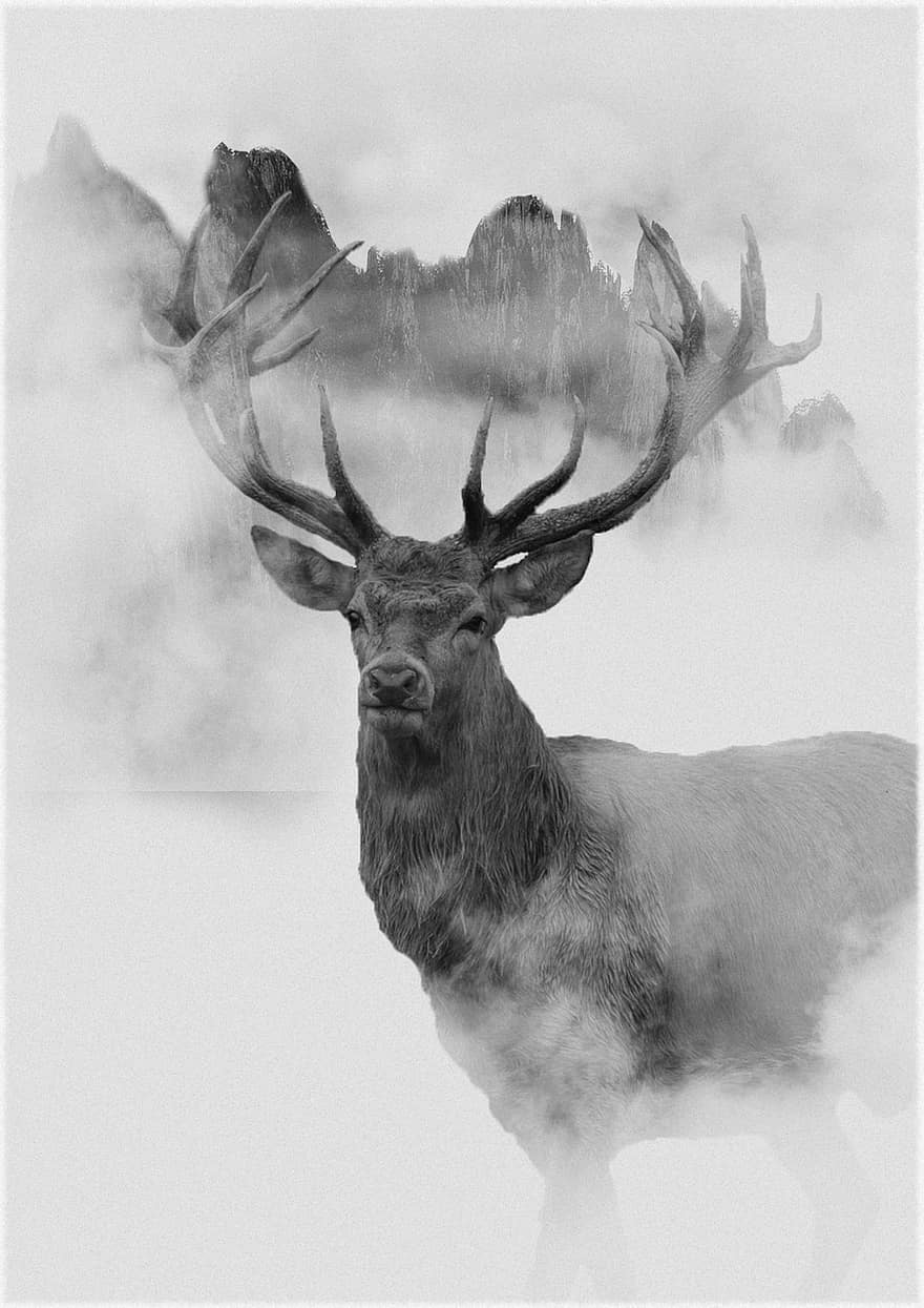 олень, туман, горы, туманный, красный олень, животное, млекопитающее, живая природа, оленьи рога, фауна, пустыня