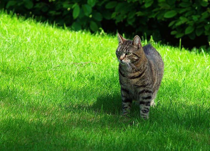 кошка, домашнее животное, трава, полосатый, травянистый, серый табби, полосатый кот, кошачий, млекопитающее, животное, внутренний