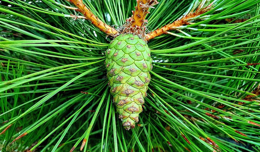 Pine, Cone, Green, Plant, Fruit