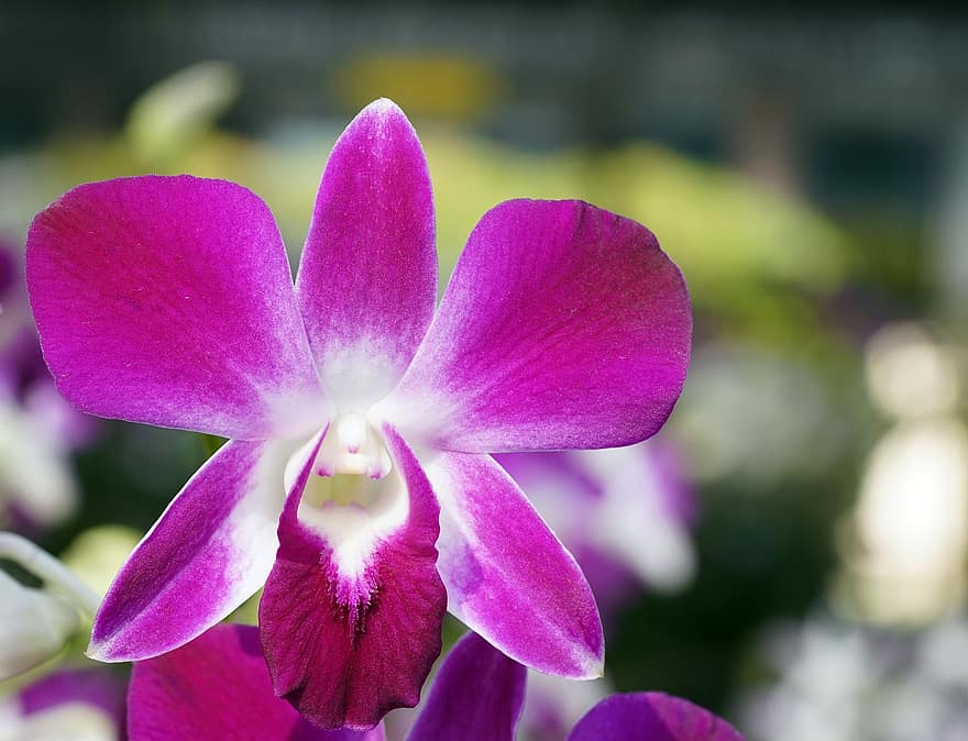 orkide, dendrobium, blomma, lila orkidé, lila blomma, kronblad, lila kronblad, växt, flora