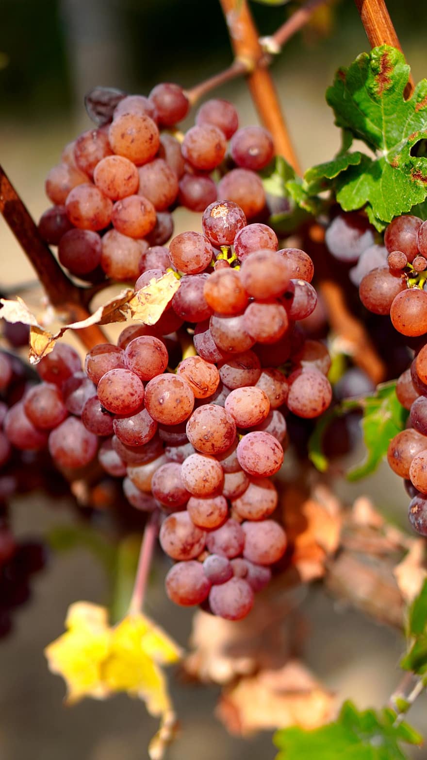 vindruvor, frukt, vingård, vinranka, vin, mat, hälsosam, vitaminer, näring, vinodling, lantbruk