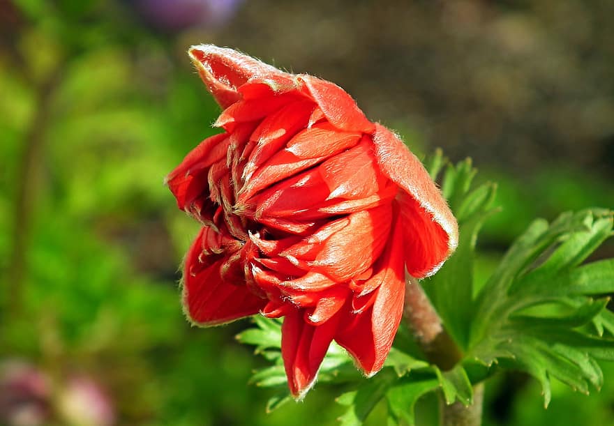 anemone, fiore, rosso, petali, fiore rosso, petali rossi, fioritura, flora, floricoltura, orticoltura, botanica