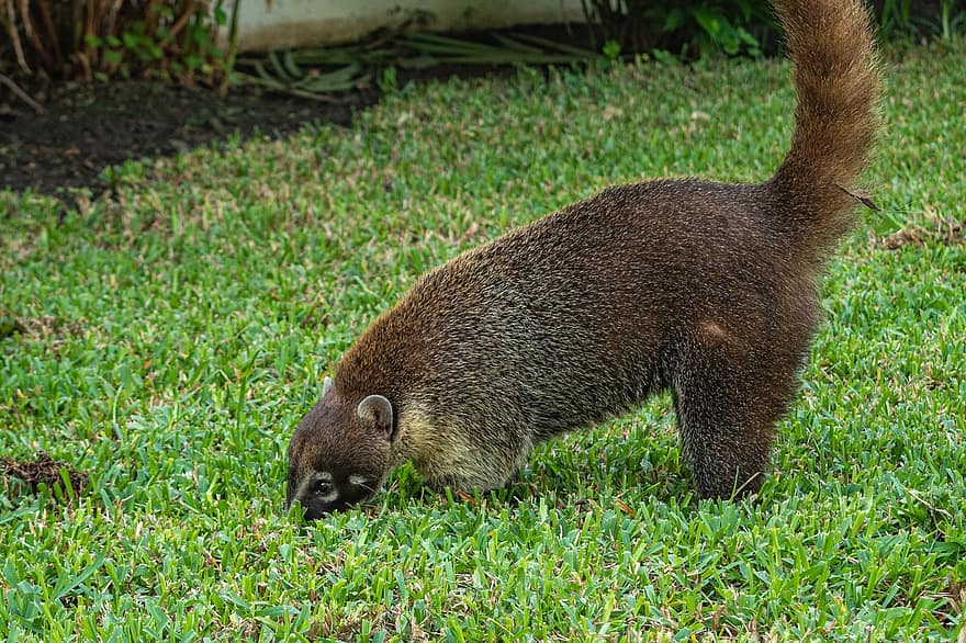 South American Coati, Coati, Animal, Ring-tailed Coati, Mammal, Domesticated, Grass, cute, animals in the wild, fur, one animal