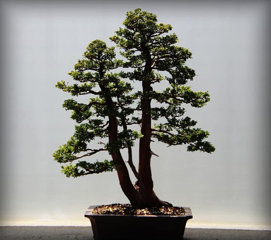 bonsai, japan, anlegg, natur, botanikk, tre, blad, vekst, grønn farge, gren, blomsterpotte